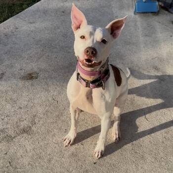 Pit Bull Terrier Dogs Available for Adoption in Fort Pierce, Florida - Weebo | PetCurious