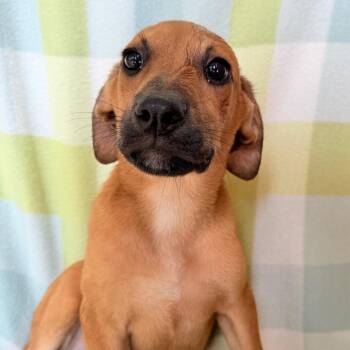 Weird Al in NH. Come Meet our Adoptable Dogs Wednesday-Saturday. -  Shepherd Dog for Adoption in Manchester, New Hampshire - Weird Al In NH. Come Meet Our Adoptable Dogs Wednesday-Saturday. | PetCurious