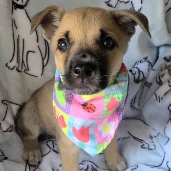 Sherbert -  Mixed Breed Dog for Adoption in Woolwich, Maine - Sherbert | PetCurious