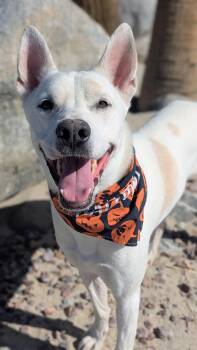 Solider -  Shepherd Dog for Adoption in Ferndale, Washington - Solider | PetCurious