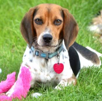 Gemma -  Beagle Dog for Adoption in Dunnellon, Florida - Gemma | PetCurious