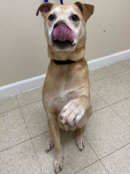 Shepherd and Labrador Retriever Dogs Available for Adoption in Fall River, Massachusetts - Morris | PetCurious