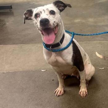 Jet -  Mixed Breed Dog for Adoption in Melbourne, Kentucky - Jet | PetCurious