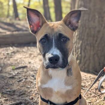 Shepherd Dogs Available for Adoption in Falls Church, Virginia - Celebrity Pup: Kim | PetCurious