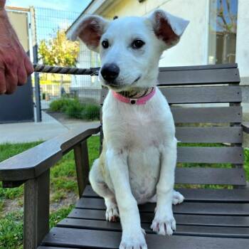 SPARROW -  Siberian Husky and Basenji Dog for Adoption in Long Beach, California - SPARROW | PetCurious