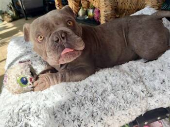 Rescue English Bulldog Dogs for Adoption in Tifton, Georgia - Polo | PetCurious