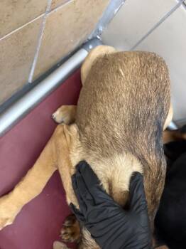 Leo -  Mixed Breed Dog Available for Adoption in Hobbs, New Mexico - Leo | PetCurious
