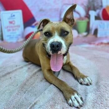 DOLLY -  Pit Bull Terrier Dog for Adoption in Long Beach, California - DOLLY | PetCurious
