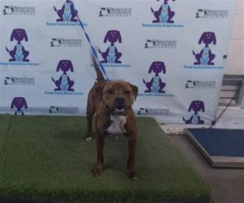 Pit Bull Terrier Dogs Available for Adoption in Orlando, Florida - TIGGER | PetCurious