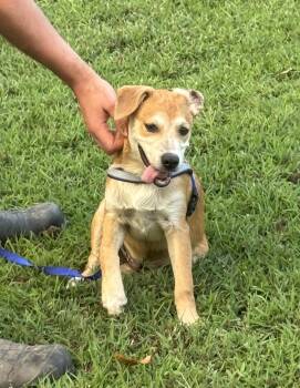 Rescue Labrador Retriever Dogs for Adoption in Zimmerman, Minnesota - Milo | PetCurious