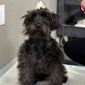 Schnauzer Dogs Available for Adoption - Luna | PetCurious