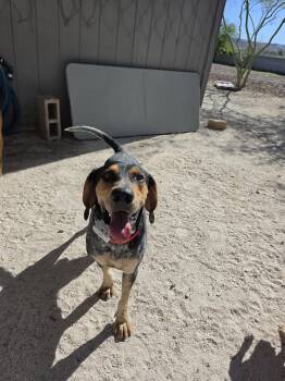 Coonhound Dogs Available for Adoption in Las Vegas, Nevada - Rory | PetCurious