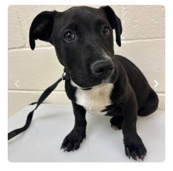 Labrador Retriever and Terrier Dogs Available for Adoption in Brentwood, Tennessee - Smore | PetCurious