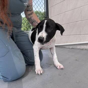 Linus -  Mixed Breed Dog for Adoption in Marion, North Carolina - Linus | PetCurious
