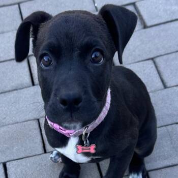 Oreo -  Pit Bull Terrier and Labrador Retriever Dog for Adoption - Oreo | PetCurious