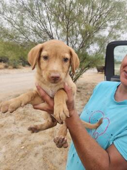 Rescue Labrador Retriever Dogs for Adoption in Brewster, New York - Hannah (Honey's Litter) | PetCurious