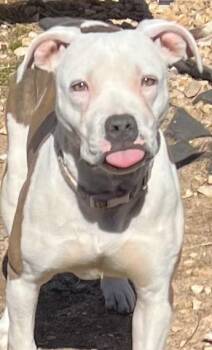 Pit Bull Terrier Dogs Available for Adoption - Irene | PetCurious