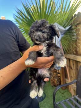 Rescue Shih Tzu Dogs for Adoption in Phoenix, Arizona - Minnie | PetCurious
