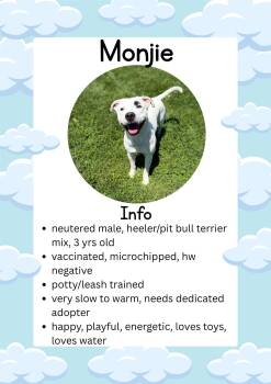 Monjie -  Australian Cattle Dog Blue Heeler and Pit Bull Terrier Dog Available for Adoption in Greensburg, Indiana - Monjie | PetCurious