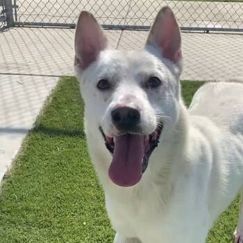 Rescue Mixed Breed Dogs for Adoption in San Francisco, California - Benji | PetCurious