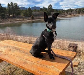 German Shepherd Dog and Mixed Breed Dogs Available for Adoption - CELINE | PetCurious