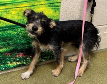 Rescue Terrier and Mixed Breed Dogs for Adoption in Moreno Valley, California - A543871 | PetCurious