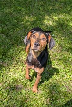 Terrier and Hound Dogs Available for Adoption in Johnston, Iowa - Juniper | PetCurious