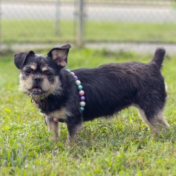 Lottie -  Brussels Griffon Dog for Adoption in Wilmington, Delaware - Lottie | PetCurious