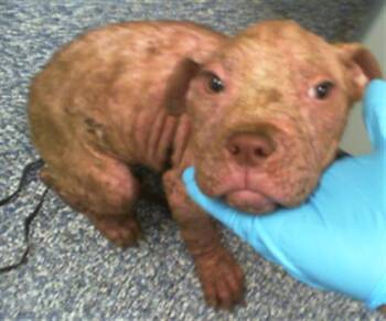 SUNDAY -  Pit Bull Terrier Dog for Adoption in Charlotte, North Carolina - SUNDAY | PetCurious