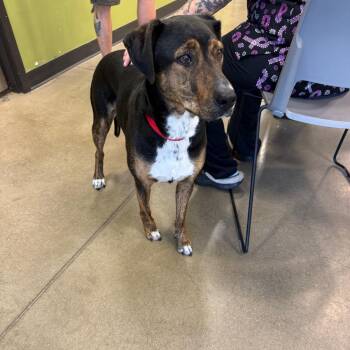 YORK-Stray-16033 -  Hound and Mixed Breed Dog for Adoption in York, Pennsylvania - YORK-Stray-16033 | PetCurious