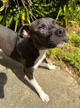 Little Mama -  Pit Bull Terrier and Mixed Breed Dog for Adoption in New Orleans, Louisiana - Little Mama | PetCurious