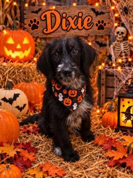 Dixie II -  Cocker Spaniel and Terrier Dog for Adoption in Ball Ground, Georgia - Dixie II | PetCurious