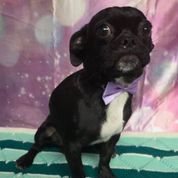 Wittle Wizard -  Pug and Mixed Breed Dog for Adoption in Fort Collins, Colorado - Wittle Wizard | PetCurious