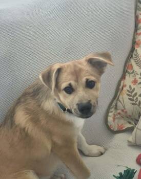 Rescue Corgi and Dachshund Dogs for Adoption in Mathis, Texas - Dax | PetCurious