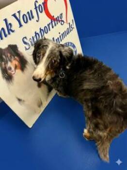 Clancy -  Dachshund Dog for Adoption in Ladson, South Carolina - Clancy | PetCurious