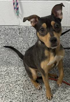 Rescue Mixed Breed Dogs for Adoption in West Chester, Pennsylvania - Battie Fka Mary | PetCurious