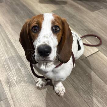 Maisie 15757 -  Basset Hound Dog for Adoption in Wappingers Falls, New York - Maisie 15757 | PetCurious