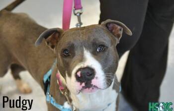Terrier Dogs Available for Adoption in Fort Mill, South Carolina - Pudgy | PetCurious