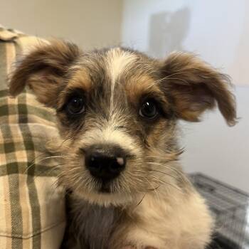 Orchard Pup: Macintosh -  Yorkshire Terrier and Mixed Breed Dog for Adoption in Falls Church, Virginia - Orchard Pup: Macintosh | PetCurious