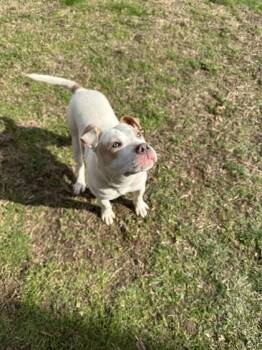 Mixed Breed Dogs Available for Adoption in West Chester, Pennsylvania - Honey | PetCurious