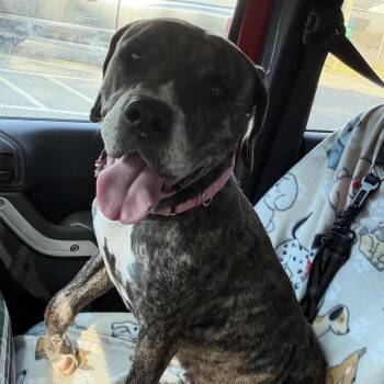 Chong -  American Bully Dog for Adoption in Columbia, South Carolina - Chong | PetCurious