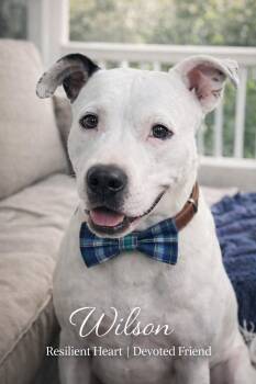 American Staffordshire Terrier and Labrador Retriever Dogs Available for Adoption in Farmington, Missouri - Mister Marshmallow (Wilson) | PetCurious