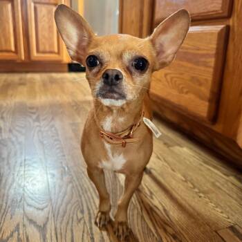 Chihuahua and Mixed Breed Dogs Available for Adoption in Alma, Wisconsin - Carol | PetCurious