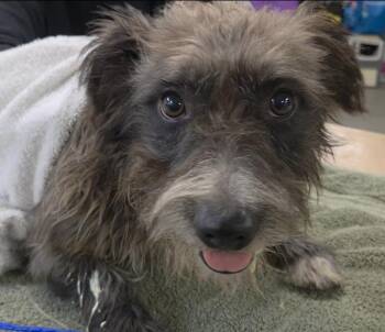 A2094504 -  Tibetan Terrier Dog for Adoption in Houston, Texas - A2094504 | PetCurious