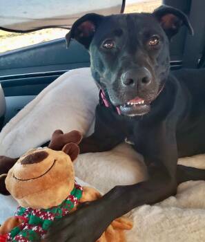 Rescue Black Labrador Retriever Dogs for Adoption in Joshua Tree, California - WILLA | PetCurious