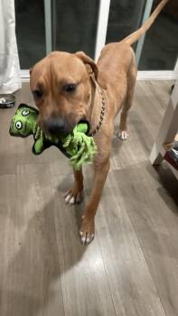 Rescue Mixed Breed Dogs for Adoption in Las Vegas, Nevada - CHEWY | PetCurious