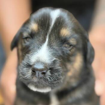 FWT Fir -  Doberman Pinscher and Mixed Breed Dog for Adoption in Midland, Texas - FWT Fir | PetCurious