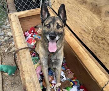 German Shepherd Dog and Mixed Breed Dogs Available for Adoption in Antioch, California - FIREHOUSE | PetCurious