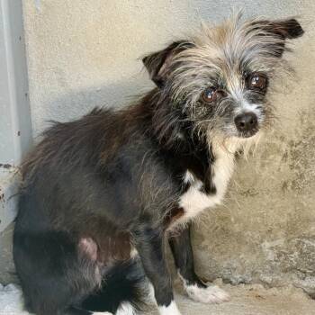 Lola -  Terrier Dog for Adoption in Hondo, Texas - Lola | PetCurious