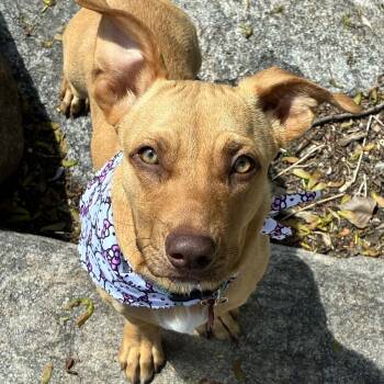 Mixed Breed Dogs Available for Adoption in Shakopee, Minnesota - Suki | PetCurious